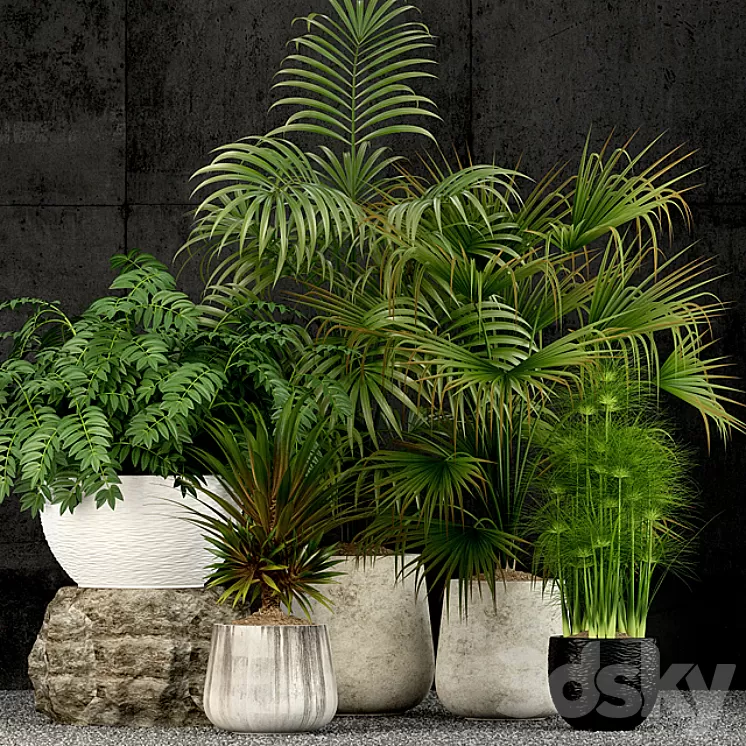Plants collection 53 3D Model