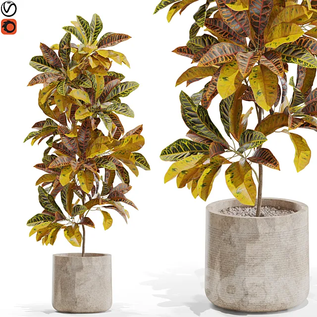 Plants collection 557 3DModel