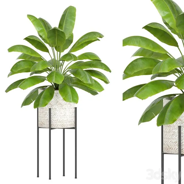Plants collection 56 3D Model