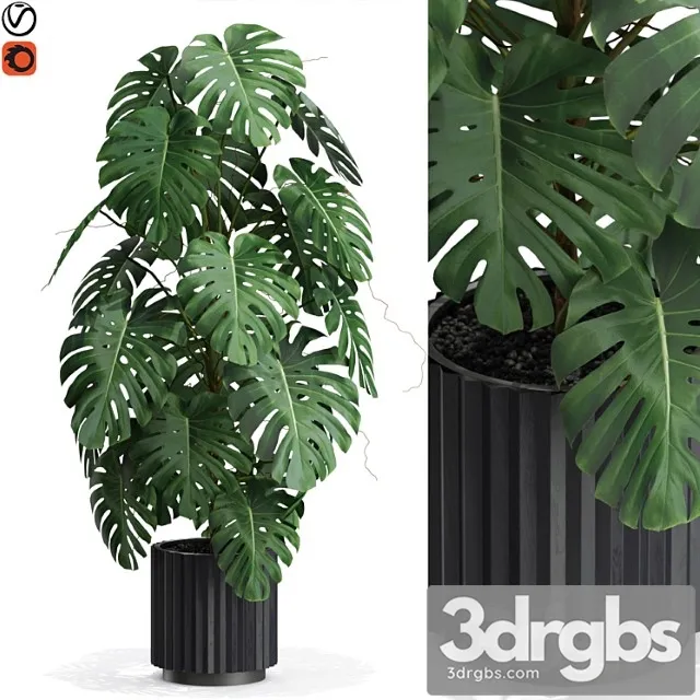 Plants collection 583