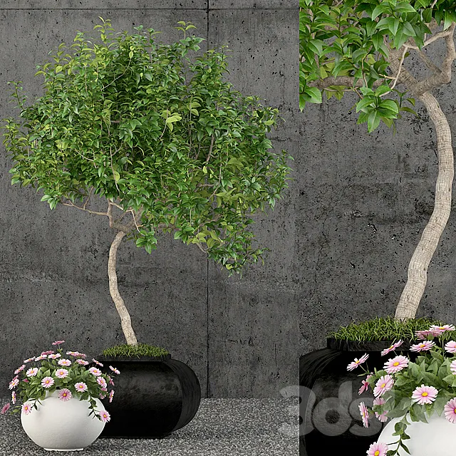 Plants collection 61 Free Download