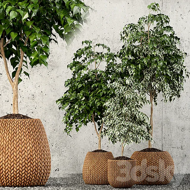 Plants collection 62 3D Model