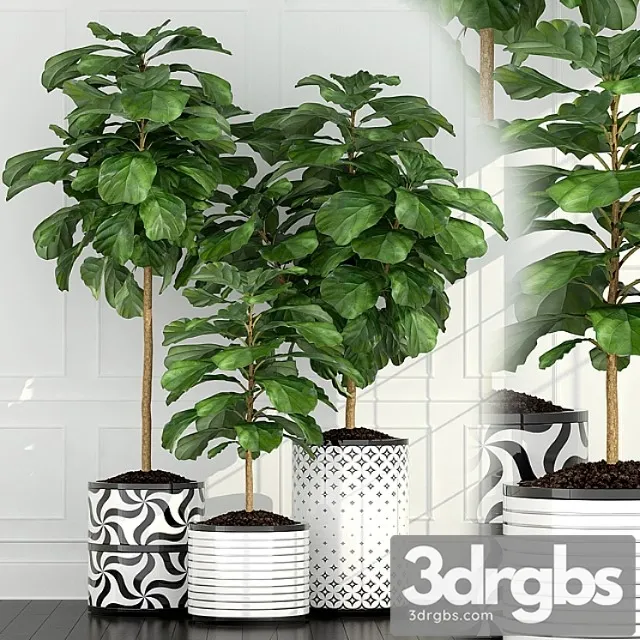 Plants collection 63