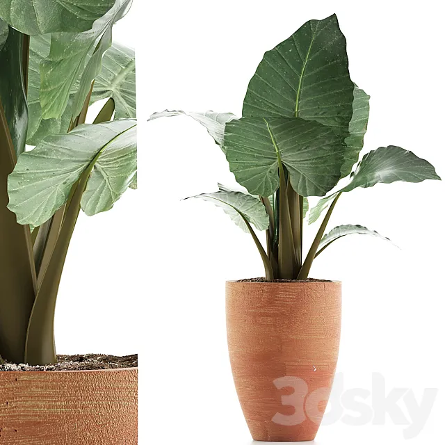 Plants Collection 67 Alocasia 3D Model