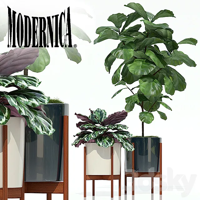 Plants collection 69 Modernica pots 3DModel