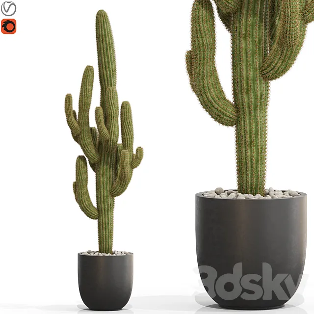 Plants collection 690 3D Model