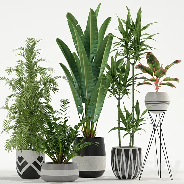 Plants collection 726 3D Model