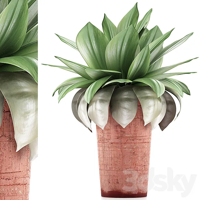 Plants Collection 78 Agave 3D Model
