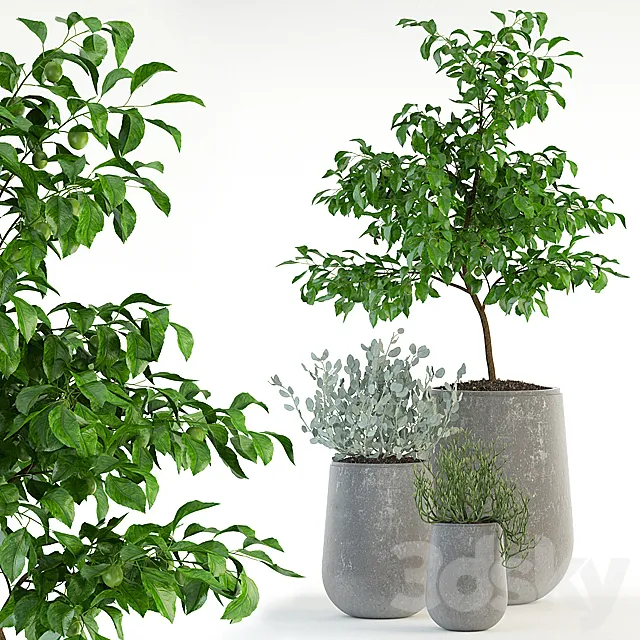 Plants collection 82 Garden life pots 3D Model