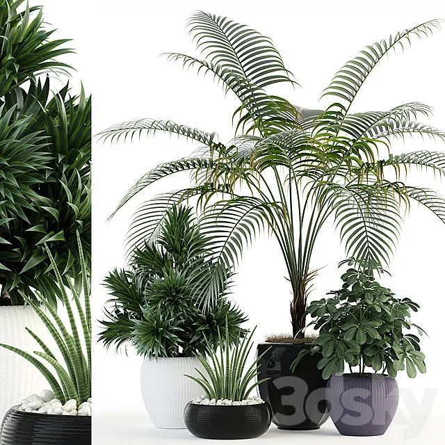 Plants collection 86 3DModel