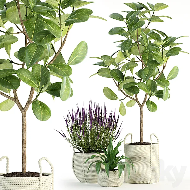 Plants collection 87 3DModel