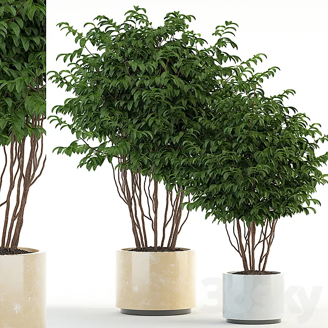 Plants collection 91 3D Model