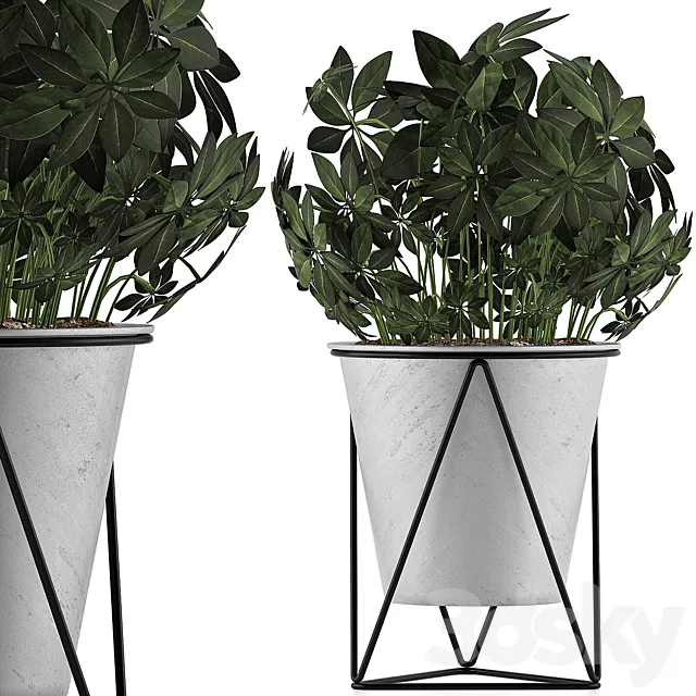 Plants Collection 92 Schefflera Arboricola 3DModel