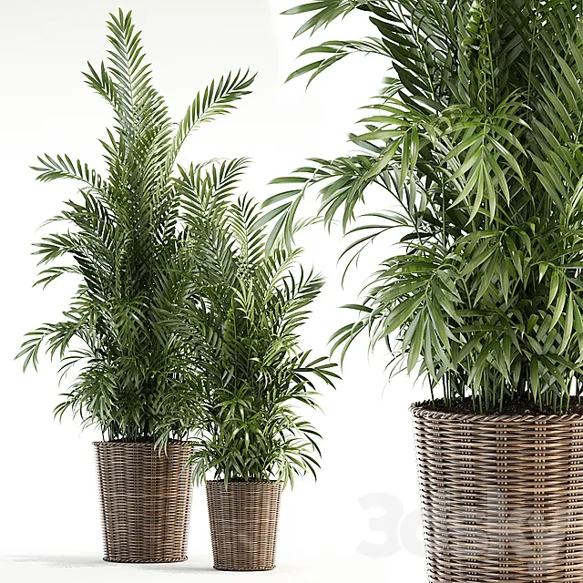 Plants collection 93 3D Model
