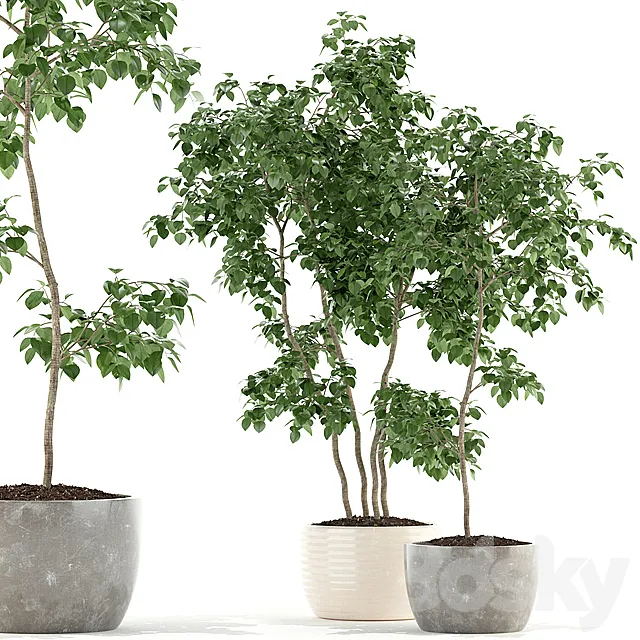 Plants collection 96 3DModel