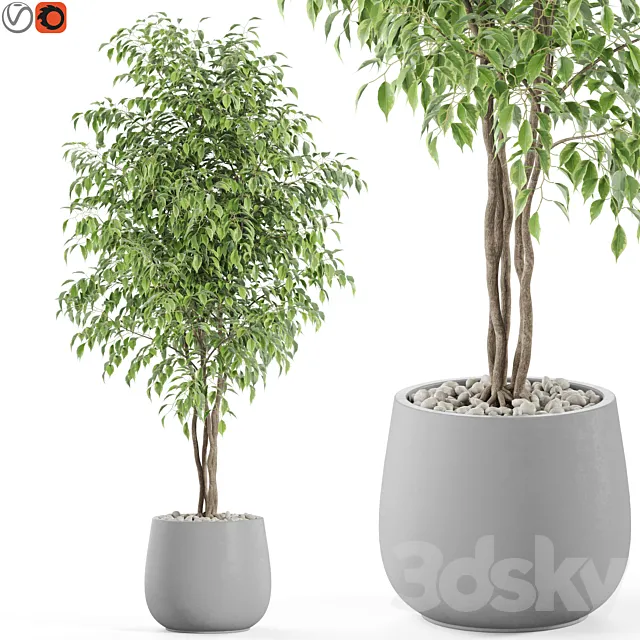 Plants collection 975 3D Model