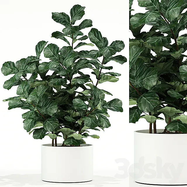 Plants collection 98 3D Model