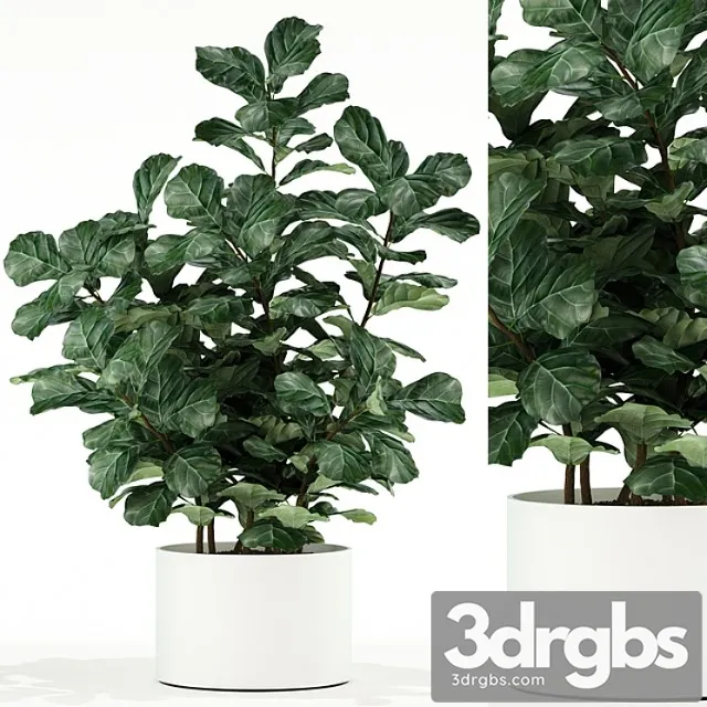 Plants collection 98