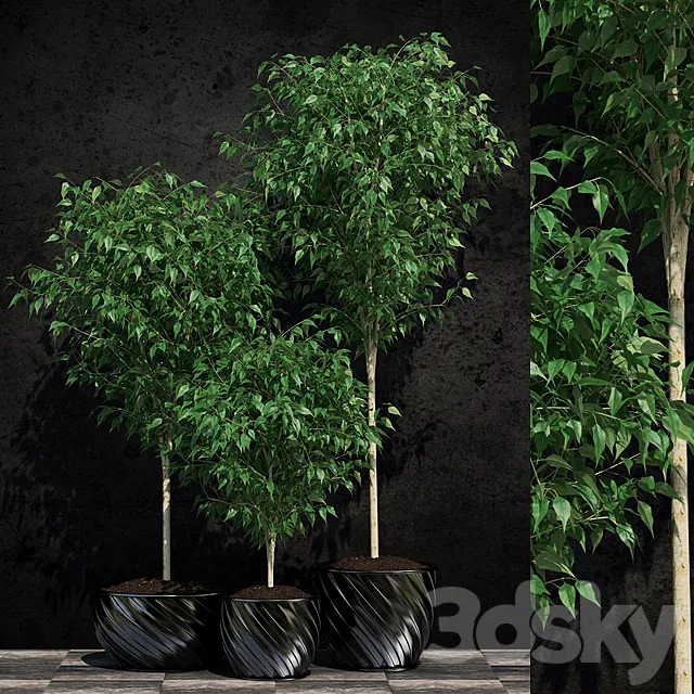 Plants Ficus Benjamin 2 3DModel