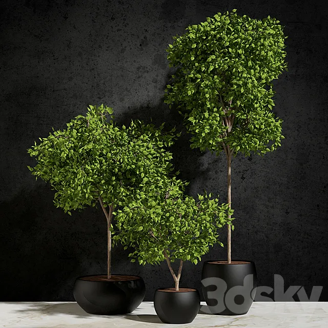 Plants Ficus Benjamin 3DModel
