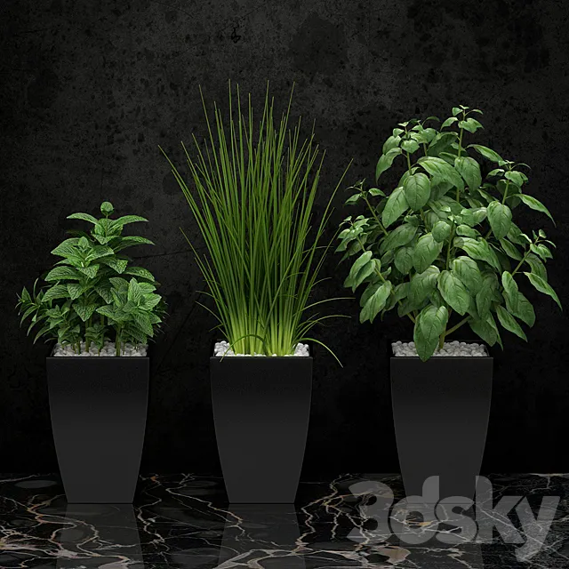 Plants for the kitchen 3DModel