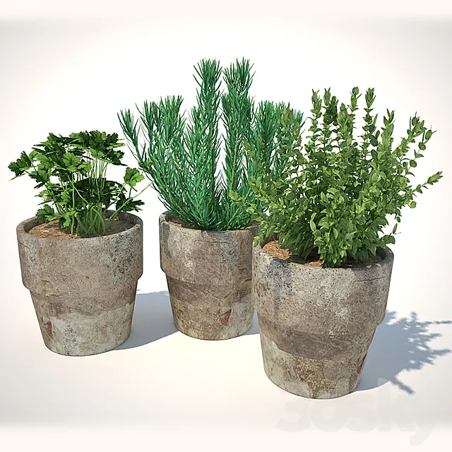 plants for the kitchen 3DModel