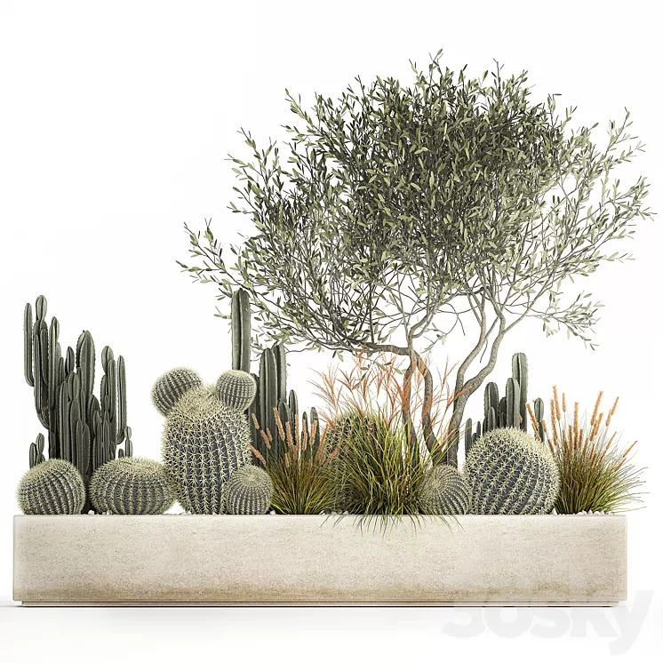 Plants from cacti reeds wood Olive olive Cereus. 1105. 3D Model Free
