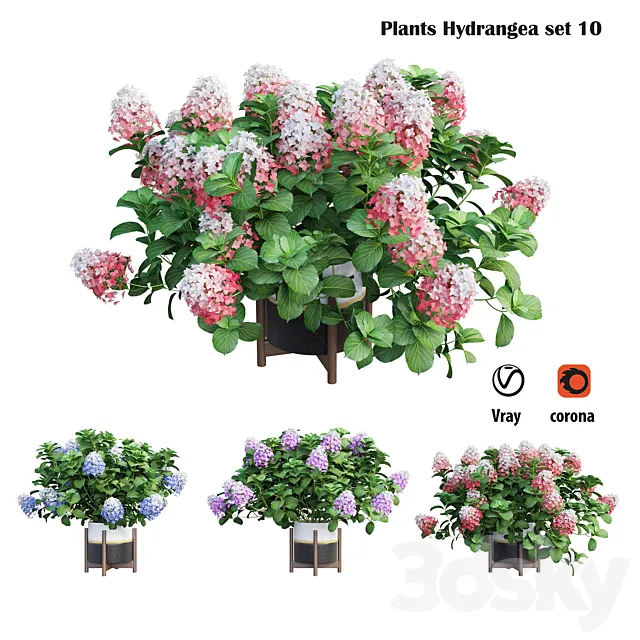 Plants Hydrangea set 10 3D Model