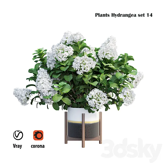 Plants Hydrangea set 14 3D Model