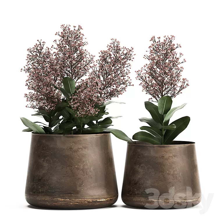 Plants in a metal rusty pot with flowers of Skimiya. 944. 3D Model