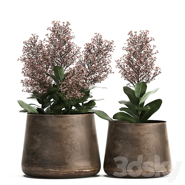 Plants in a metal rusty pot with flowers of Skimiya. 944. 3DModel