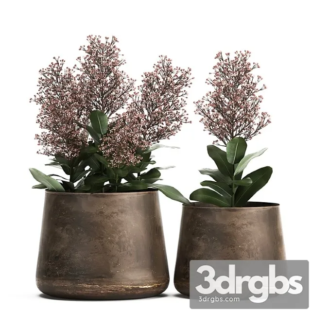 Plants in a metal rusty pot with flowers of skimiya. 944.