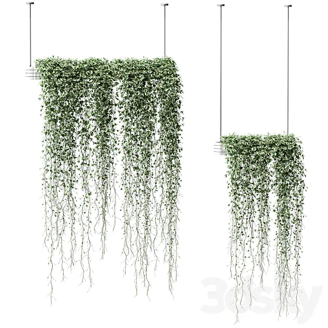 Plants in hanging pots. 2 models 3DModel