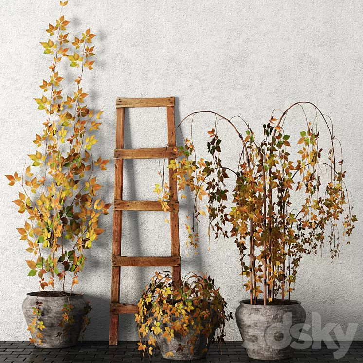 Plants in pots. Autumn leaves hanging plants pot flowerpot outdoor 3D Model