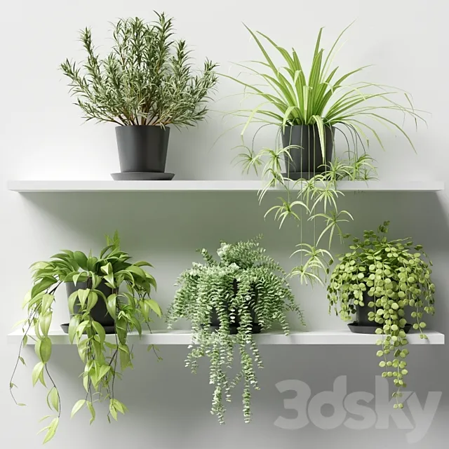 Plants in pots on a shelf Free Download