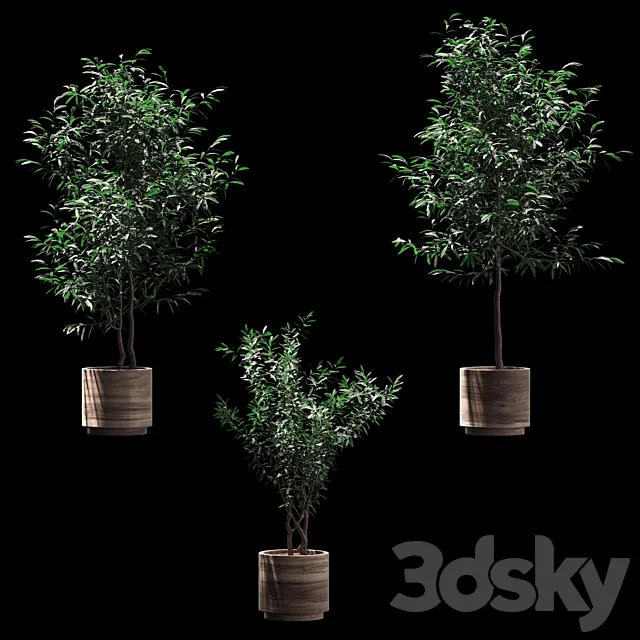 Plants in wooden pots. 3 models 3DModel