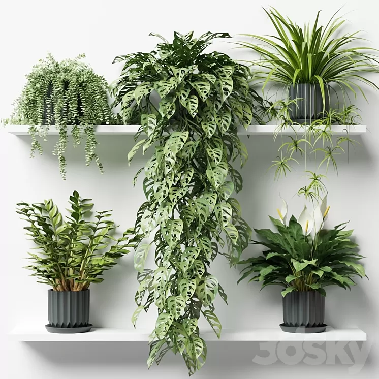 Plants on a shelf in ribbed pots 3D Model Free