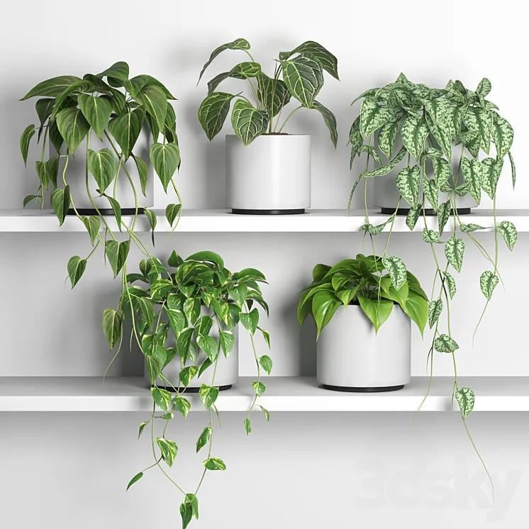 plants on shelf 04 3D Model Free Download