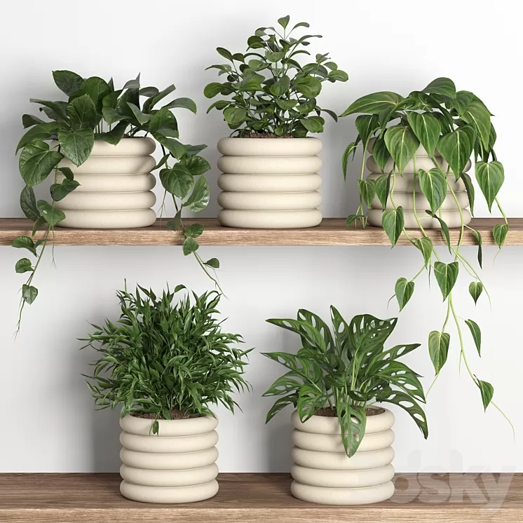 plants on shelf 06 3D Model Free