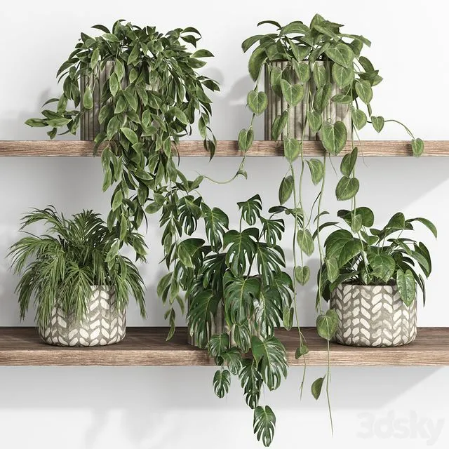 Plants on shelf 17 3D Model