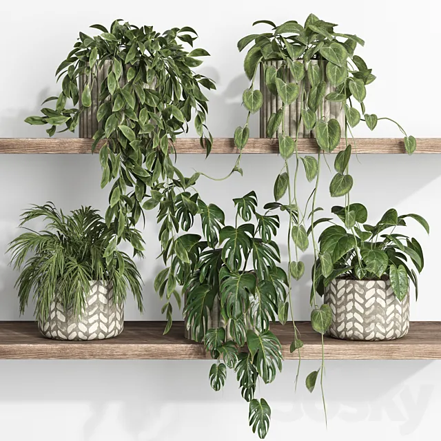 plants on shelf 17 Free Download