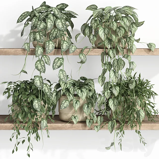 plants on shelf 22 Free Download