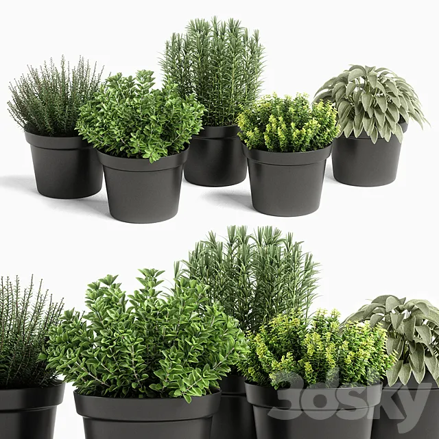 plants set 05 3DModel