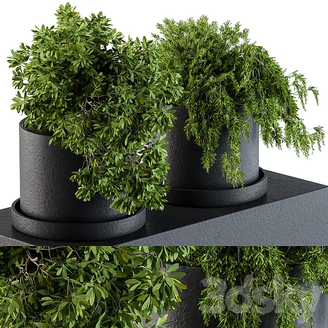 Plants set 47 3D Model