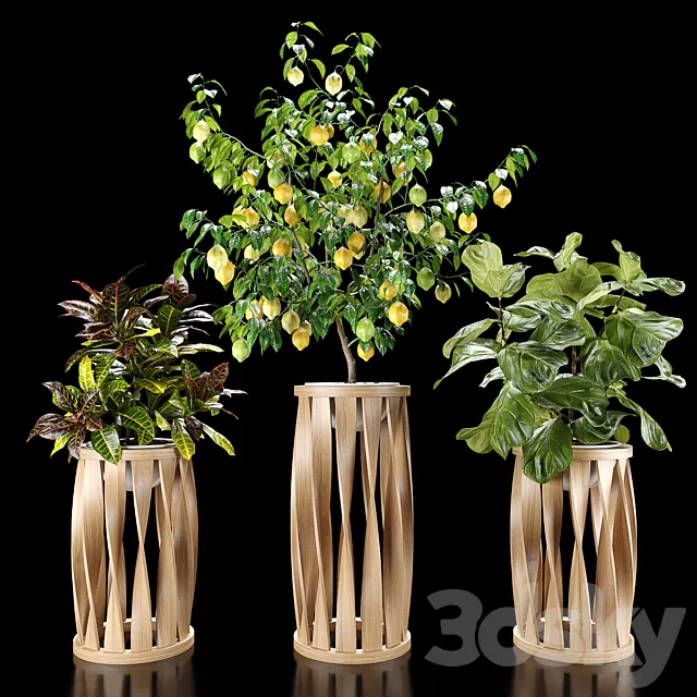 Plants set 5 (Croton Ficus Limon) 3D Model