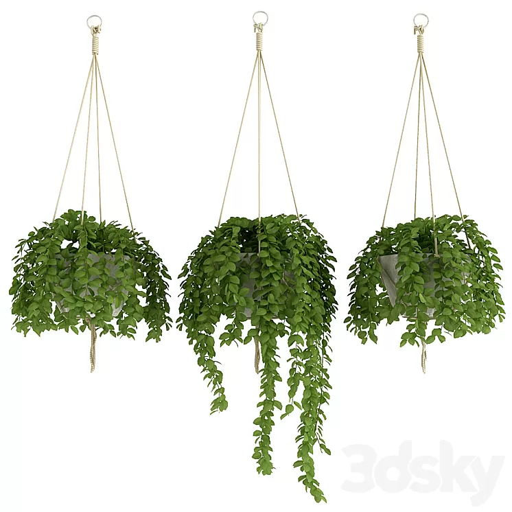 Plants Set_2 3D Model