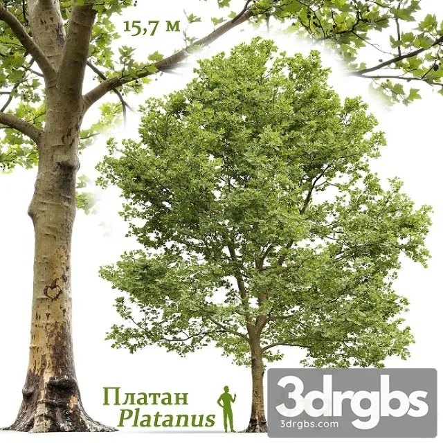 Platanus 13 3D Model Free