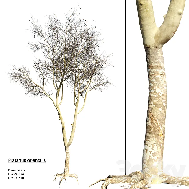 Platanus orientalis 3DModel