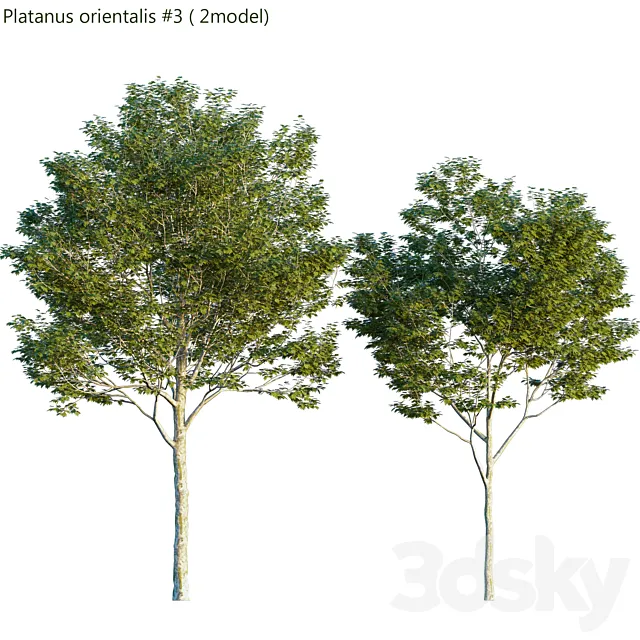 Platanus orientalis -Platanus acerifolia # 3 3DModel