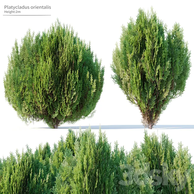 Platycladus orientalis Free Download